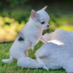 Teacup Chihuahua Pearl