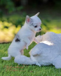 Teacup Chihuahua Pearl