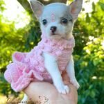 Teacup Chihuahua Pearl