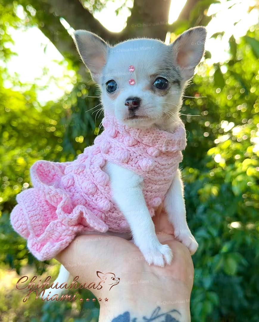 Teacup Chihuahua Pearl