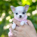 Teacup Chihuahua Pearl