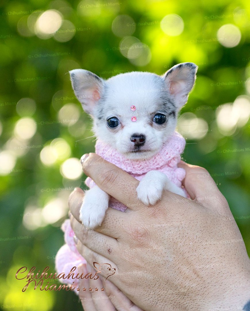 Teacup Chihuahua Pearl