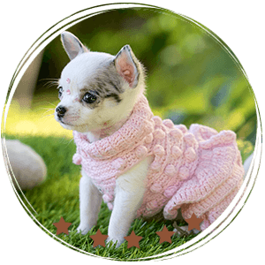 Teacup Chihuahua Pearl