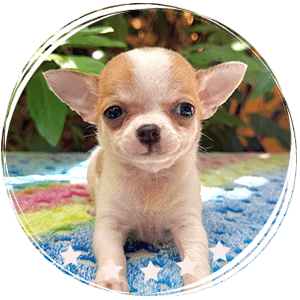 Chihuahua Puppie Perla