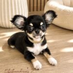 Teacup Chihuahua Piper