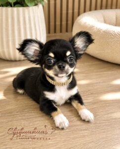 Teacup Chihuahua Piper