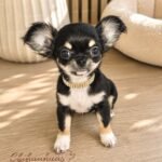 Teacup Chihuahua Piper