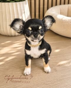 Teacup Chihuahua Piper