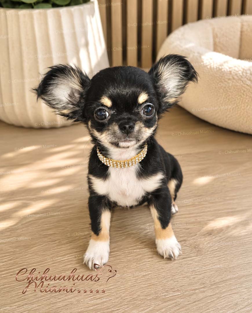 Teacup Chihuahua Piper