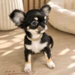 Teacup Chihuahua Piper