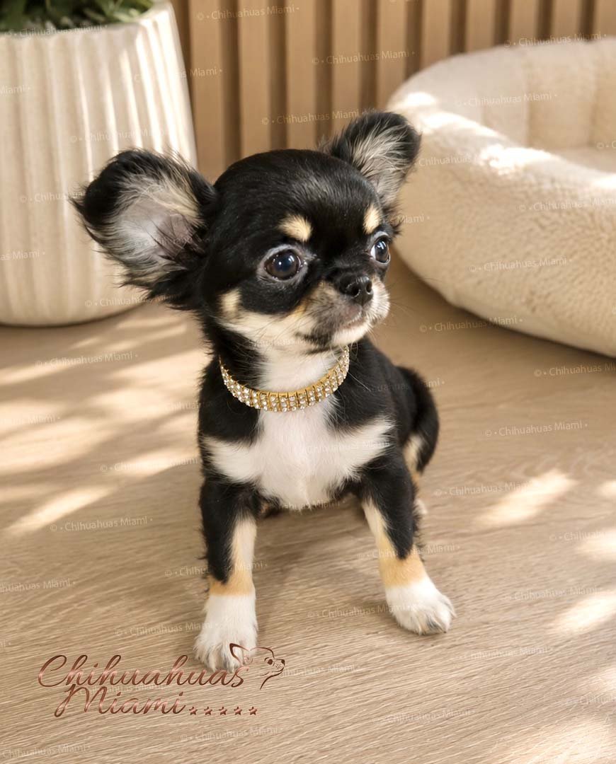 Teacup Chihuahua Piper