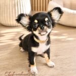 Teacup Chihuahua Piper