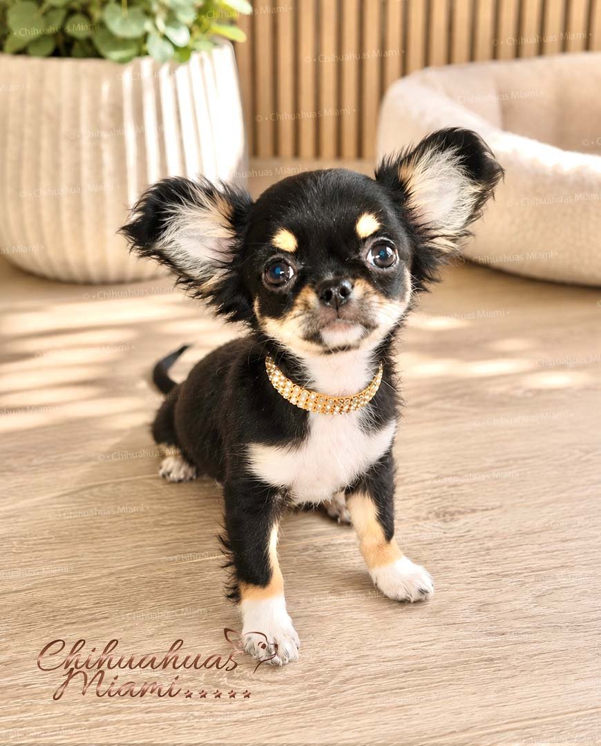 Teacup Chihuahua Piper