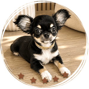 Teacup Chihuahua Piper
