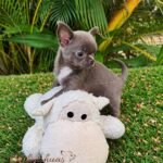 Solid Blue Chihuahua Priscila