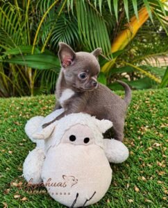 Solid Blue Chihuahua Priscila