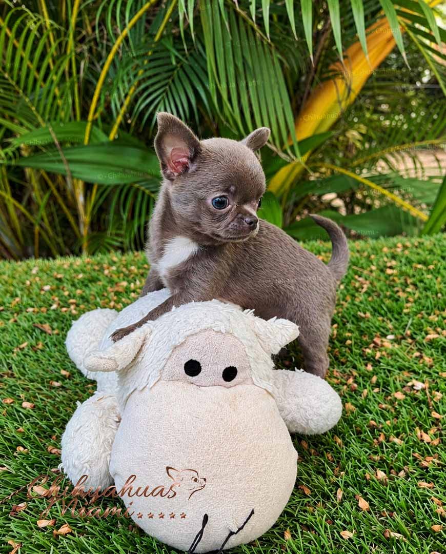 Solid Blue Chihuahua Priscila