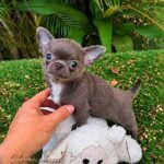 Mini Teacup Chihuahua Priscila