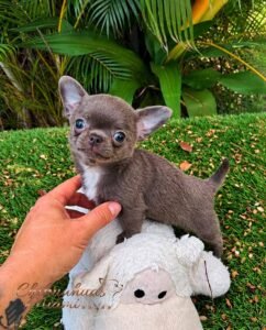 Mini Teacup Chihuahua Priscila