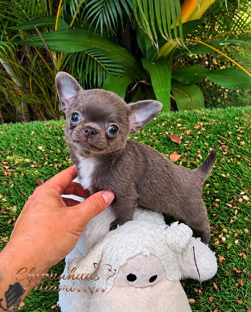 Mini Teacup Chihuahua Priscila