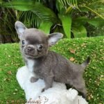 Small Teacup Chihuahua Prisicila