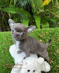 Small Teacup Chihuahua Prisicila