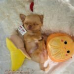 Chihuahua Puppy Puff