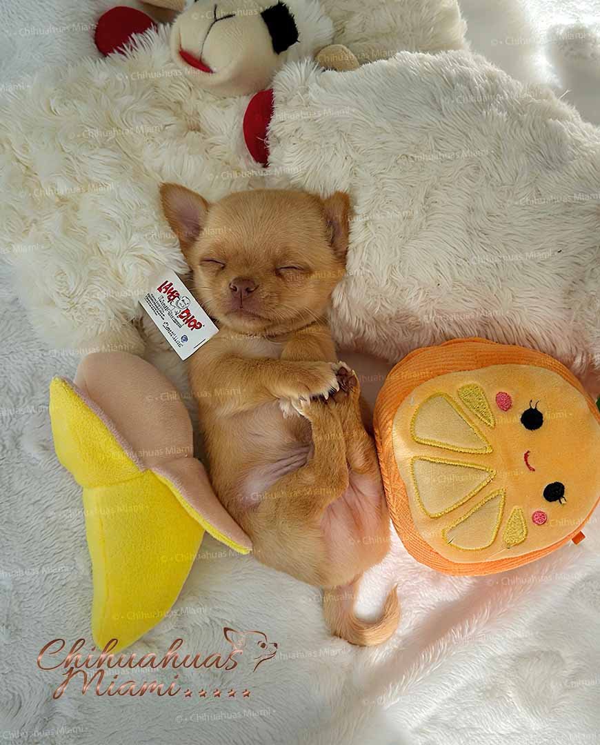 Chihuahua Puppy Puff