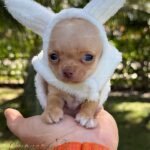 Chihuahua Puppy Puff