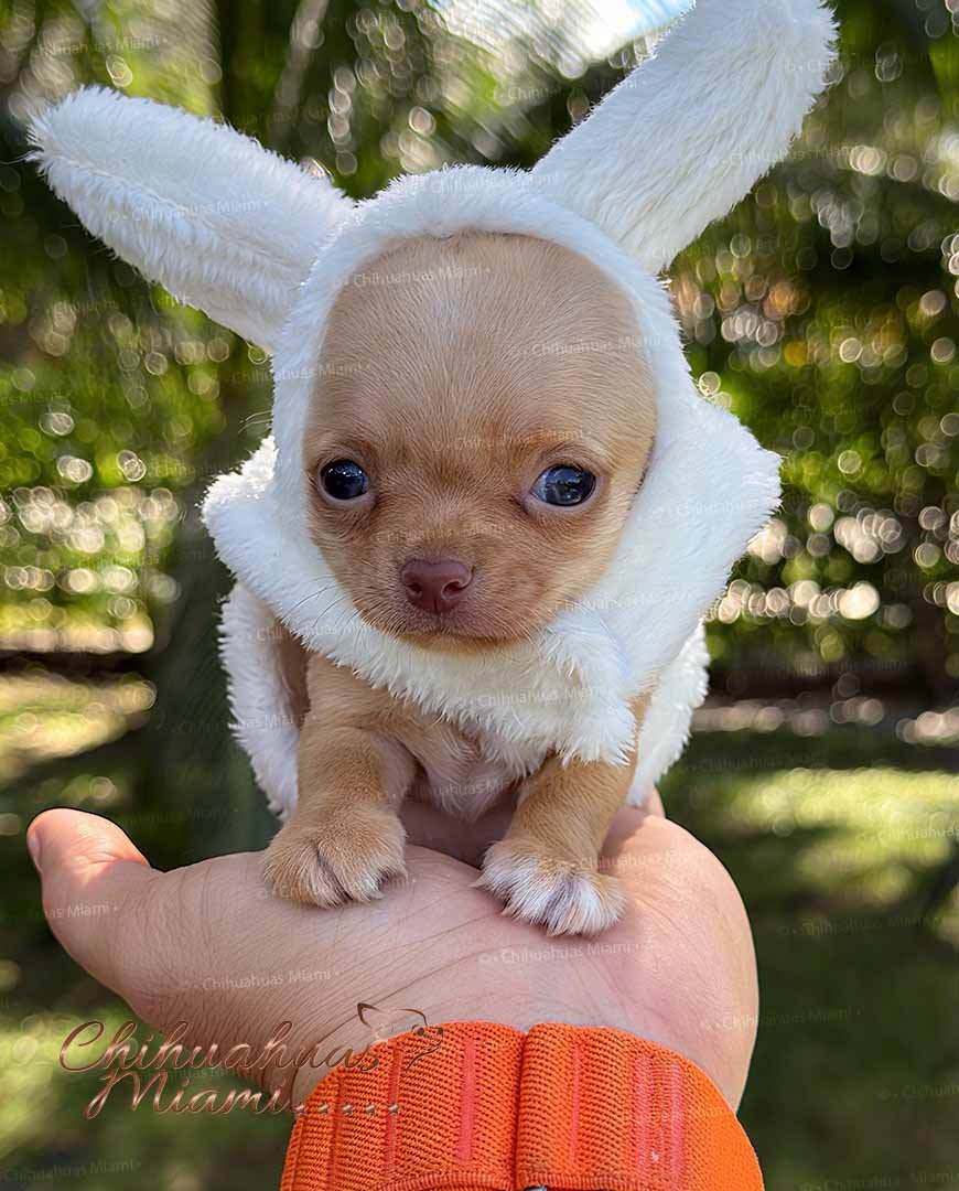 Chihuahua Puppy Puff