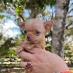 Chihuahua Puppy Puff