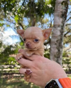 Chihuahua Puppy Puff