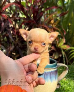 Chihuahua Puppy Puff