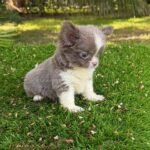 Teacup Chihuahua Rhaenyra