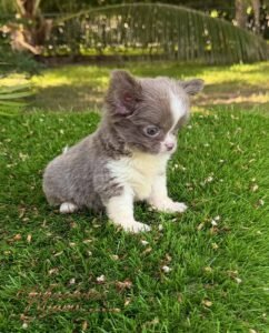 Teacup Chihuahua Rhaenyra
