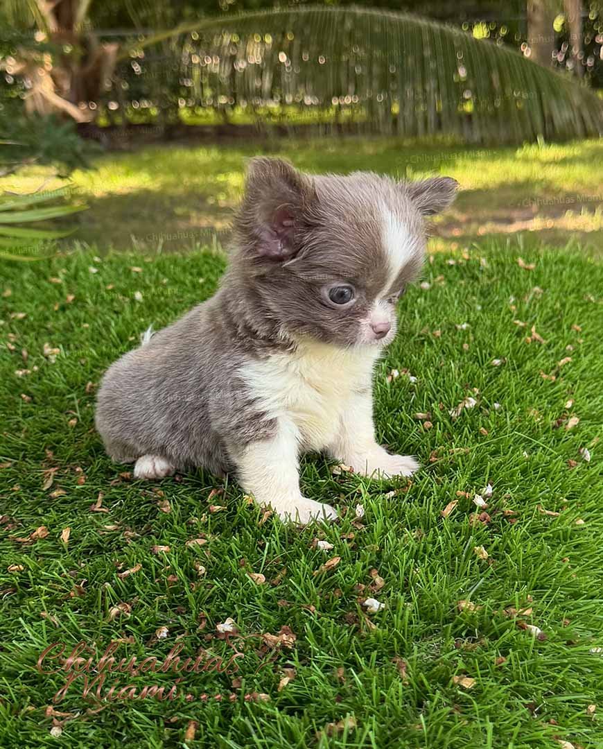 Teacup Chihuahua Rhaenyra