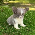Teacup Chihuahua Rhaenyra