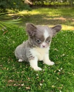 Teacup Chihuahua Rhaenyra