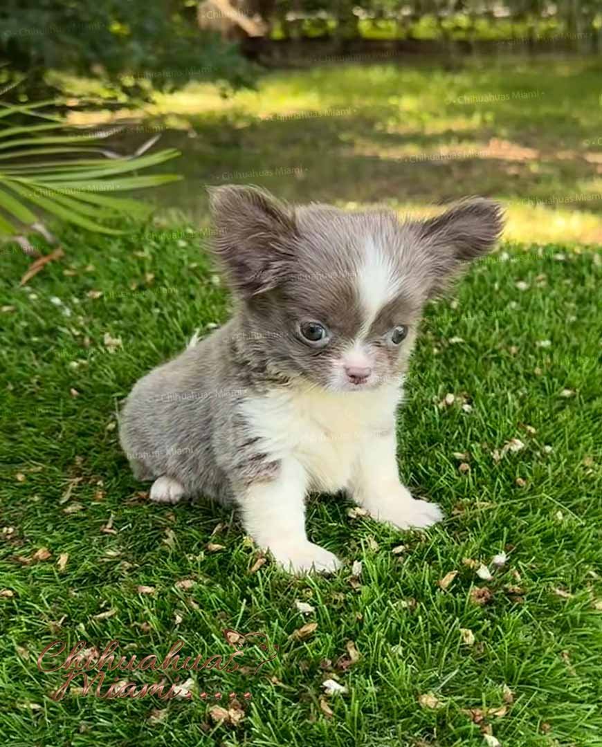 Teacup Chihuahua Rhaenyra