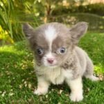 Teacup Chihuahua Rhaenyra