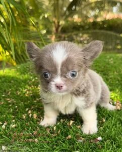 Teacup Chihuahua Rhaenyra