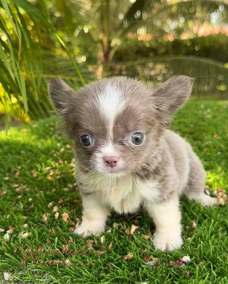 Teacup Chihuahua Rhaenyra