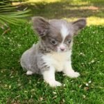 Teacup Chihuahua Rhaenyra