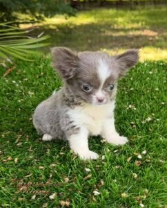 Teacup Chihuahua Rhaenyra