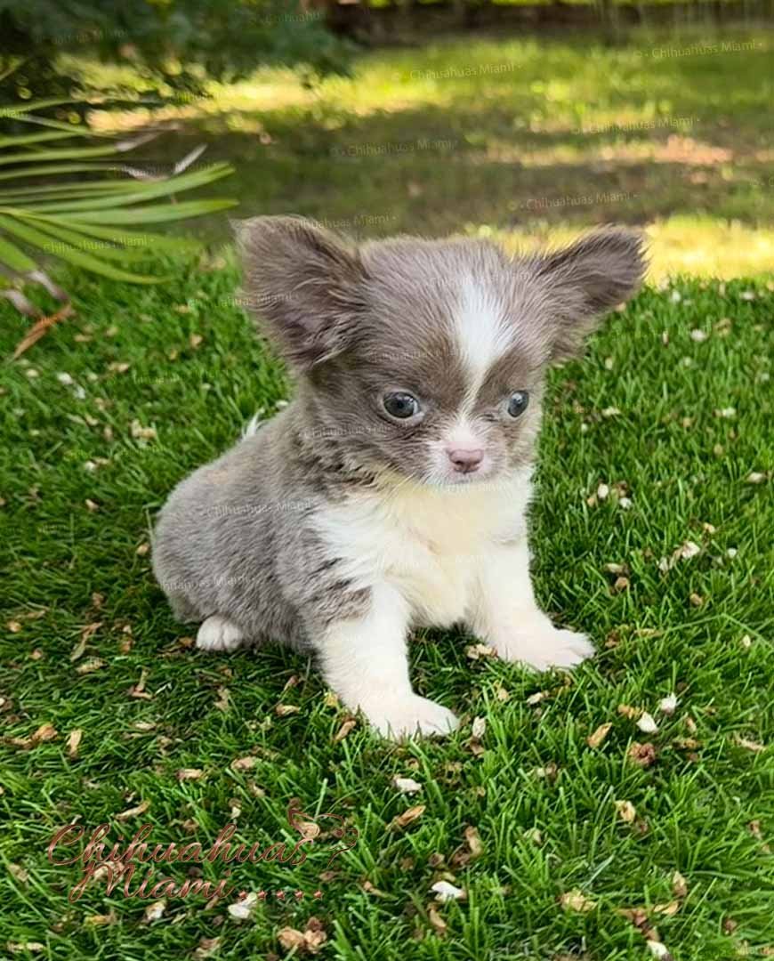 Teacup Chihuahua Rhaenyra