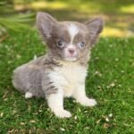 Teacup Chihuahua Rhaenyra
