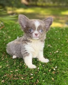 Teacup Chihuahua Rhaenyra