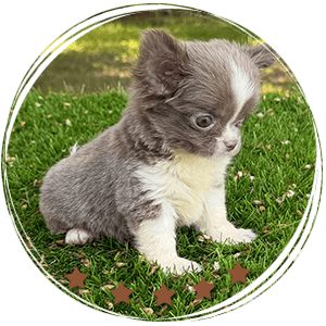 Teacup Chihuahua Rhaenyra