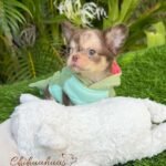 Long-haired apple-head Chihuahua