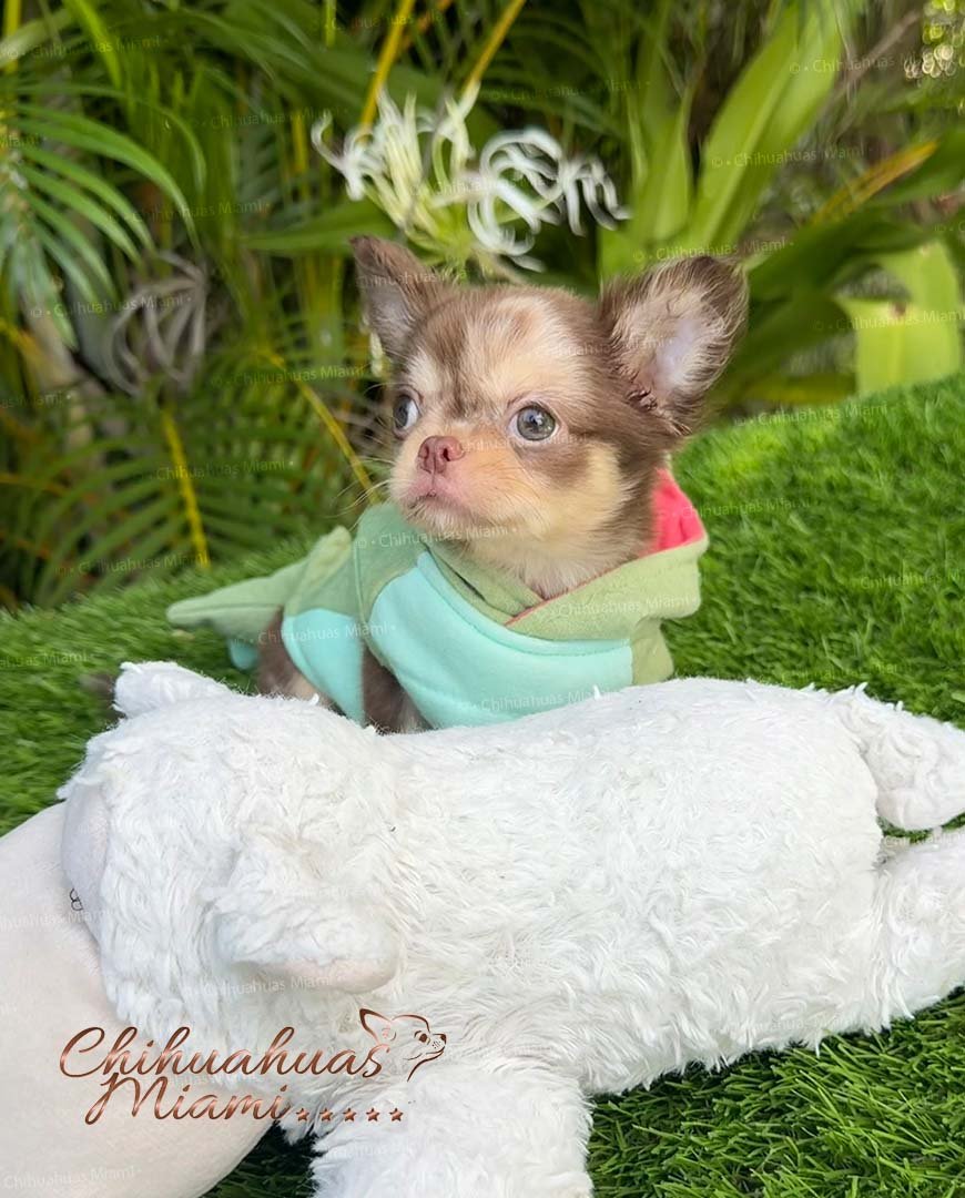 Long-haired apple-head Chihuahua